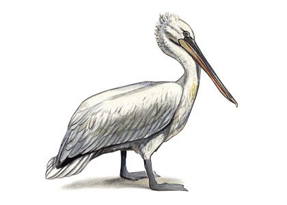 Pelecanus crispus Bruch. attēls