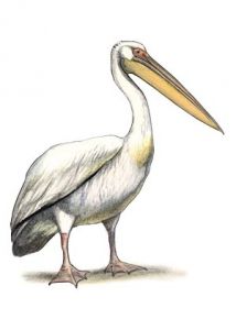 Pelecanus onocrotalus L. attēls