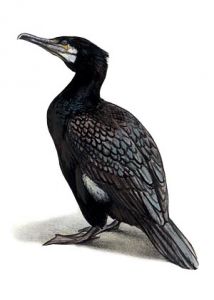 Phalacrocorax carbo (L.) attēls