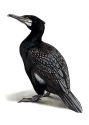 Phalacrocorax carbo (L.) attēls