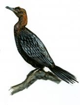 Phalacrocorax pygmaeus (Pallas) attēls