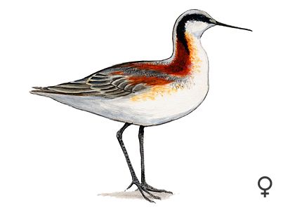 Phalaropus tricolor Vieill. attēls