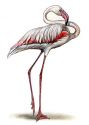 sārtais flamingo attēls