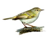 Bonelli ķauķītis attēls