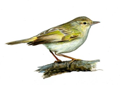 Phylloscopus bonelli (Vieillot) attēls