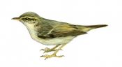 Phylloscopus borealis (Blasius) attēls