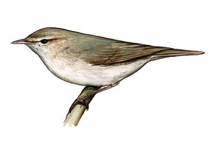 Phylloscopus collybita (Vieill.) attēls