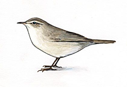 Phylloscopus fuscatus (Blyth) attēls