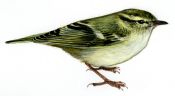 Phylloscopus humei (Brooks) attēls