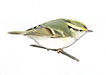 Phylloscopus proregulus (Pall.) s.str. attēls