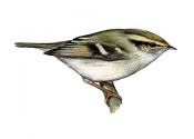 Phylloscopus proregulus (Pall.) attēls