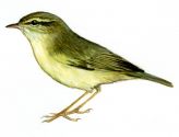 Phylloscopus schwarzi (Radde) attēls