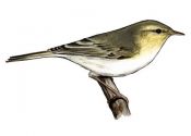 Phylloscopus sibilatrix (Becht.) attēls