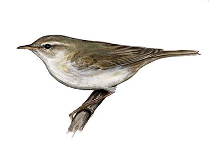 Phylloscopus trochilus (L.) attēls