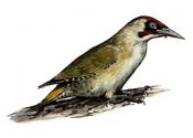 Picus viridis (L.) attēls