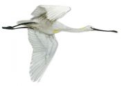 platknābja ibiss attēls
