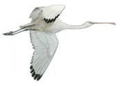 platknābja ibiss attēls
