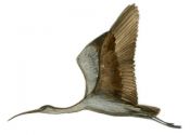 brūnais ibiss attēls