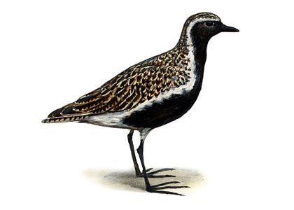 Pluvialis apricaria (L.) attēls