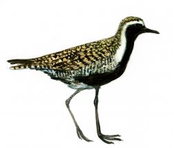 Pluvialis fulva (Gmelin) attēls