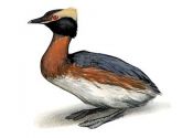 Podiceps auritus (L.) attēls