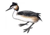 Podiceps cristatus (L.) attēls