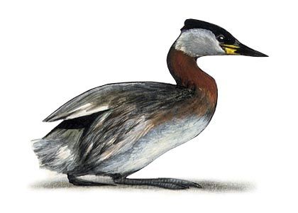 Podiceps grisegena (Bodd.) attēls