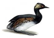 Podiceps nigricollis C.L.Brehm attēls