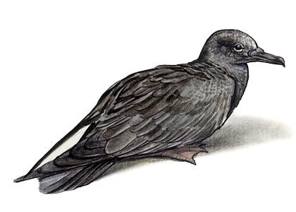 Puffinus griseus Gm. attēls