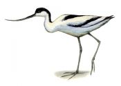 Recurvirostra avosetta (L.) attēls