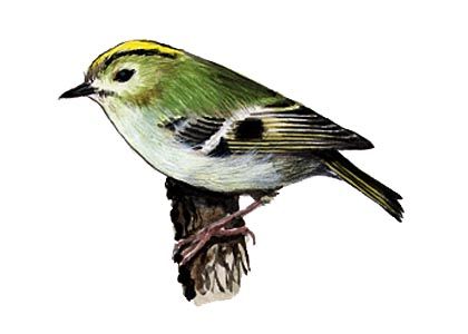 Regulus regulus (L.) attēls