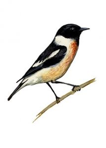 Saxicola torquatus (L.) s.l. attēls