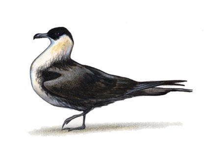 Stercorarius pomarinus (Temm.) attēls