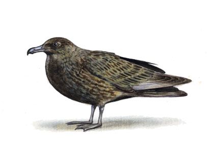 Stercorarius skua (Brünn.) attēls