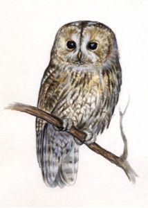 Strix aluco (L.) attēls