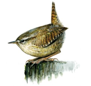 Troglodytes troglodytes (L.) attēls