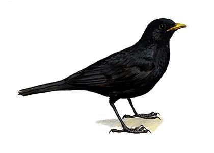 Turdus merula (L.) attēls