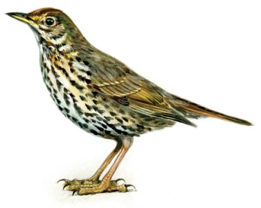 Turdus philomelos C.L.Brehm attēls