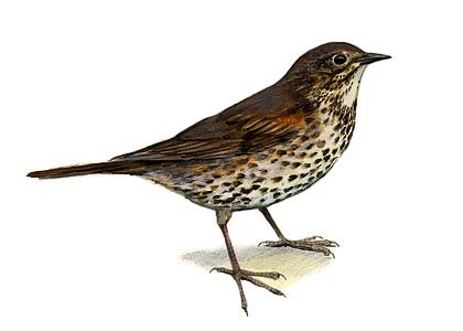 Turdus philomelos C.L.Brehm attēls