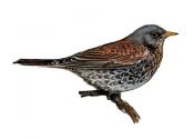 Turdus pilaris (L.) attēls