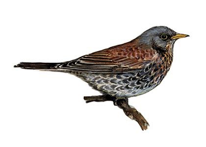 Turdus pilaris (L.) attēls