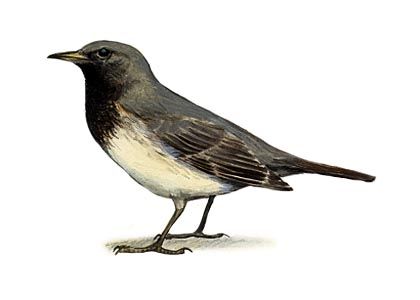 Turdus ruficollis Pall. attēls