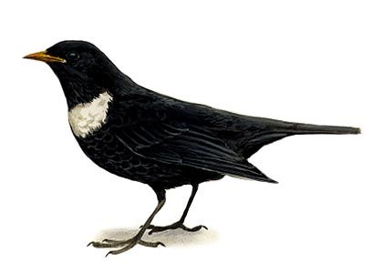 Turdus torquatus (L.) attēls