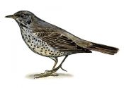 Turdus viscivorus (L.) attēls