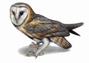 Tyto alba (Scop.) attēls