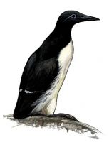 tievknābja kaira attēls