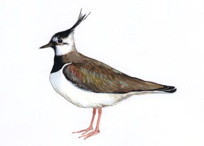 Vanellus vanellus (L.) attēls