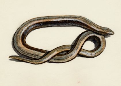 Anguis fragilis L. attēls