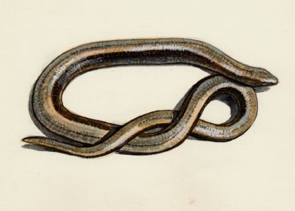 Anguis fragilis (L.) attēls