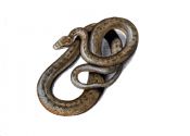 gludenā čūska attēls